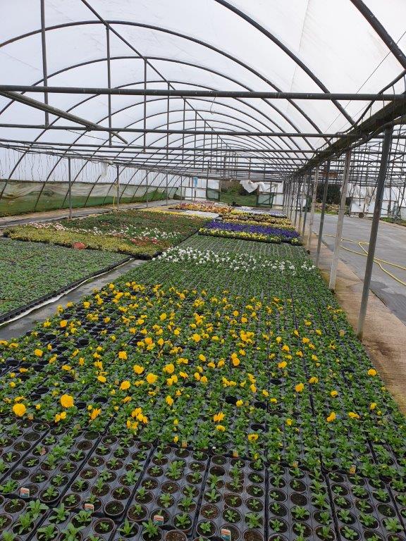 North End Nurseries