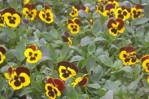 North End Nurseries