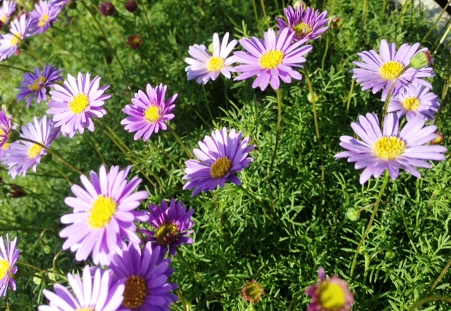 North End Nurseries